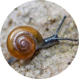Lesser Bermuda Land Snail