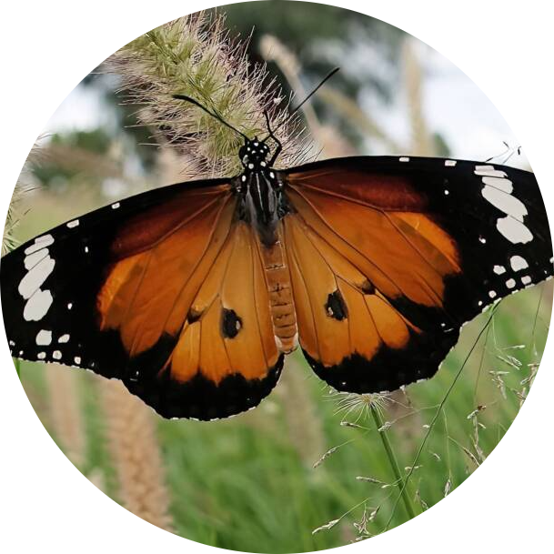 Lesser Wanderer Butterfly