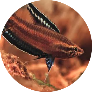 Licorice Gourami