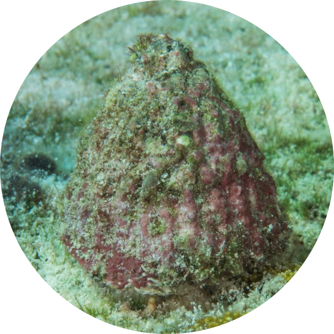 Lightfoot Snail
