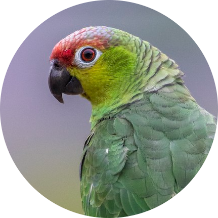 Lilacine Amazon