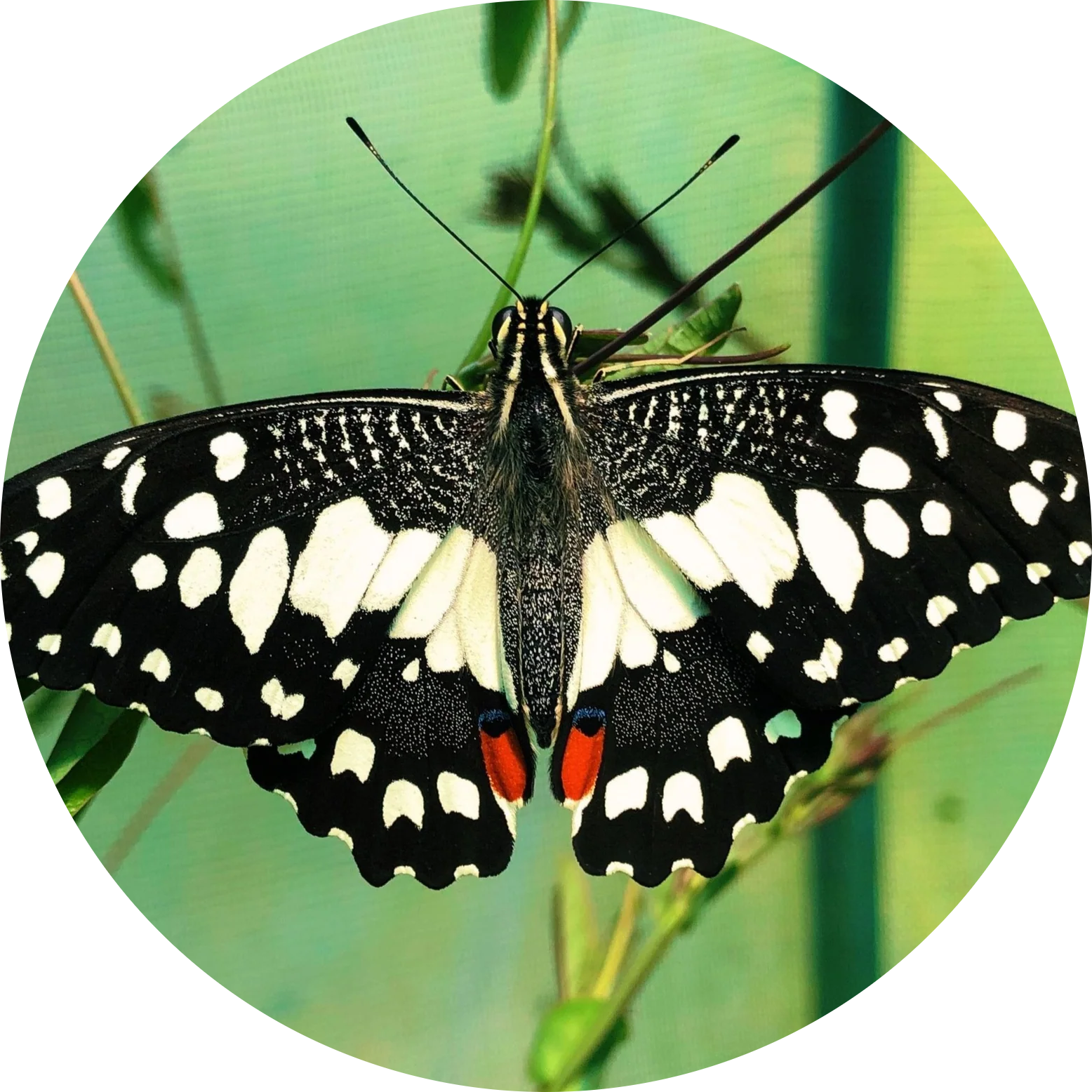 Lime Swallowtail