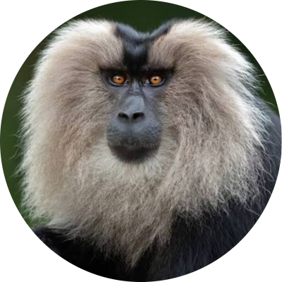 Lion-tailed Macaque