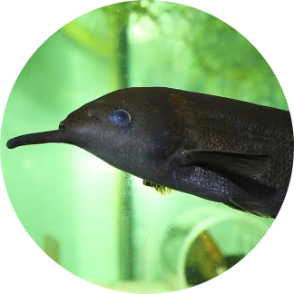 Long-nosed Elephant Fish