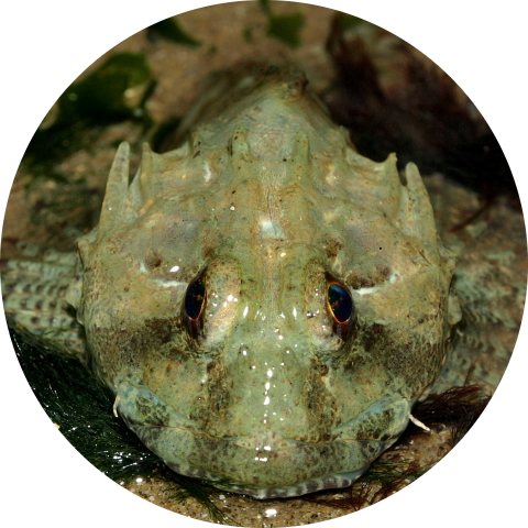 Long-spined Bullhead