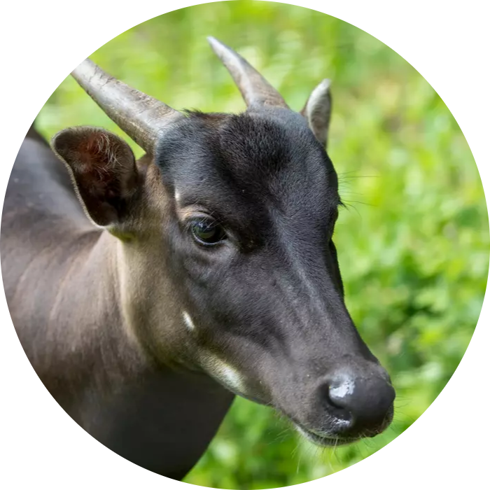 Lowland Anoa