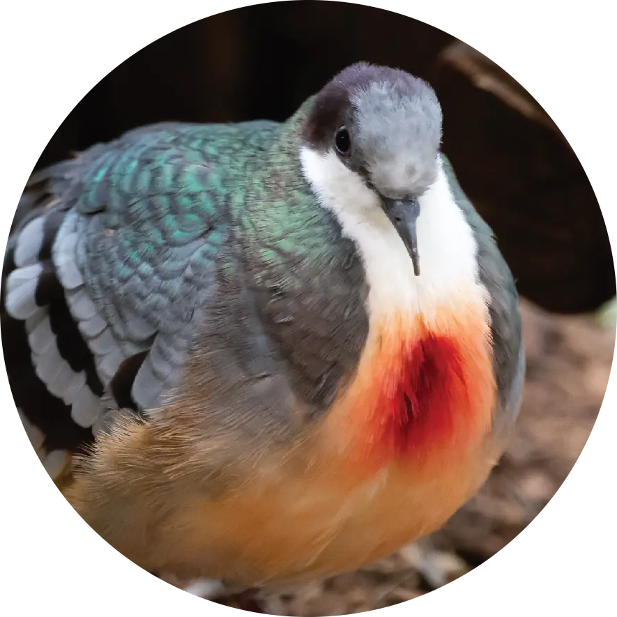 Luzon Bleeding Heart Dove