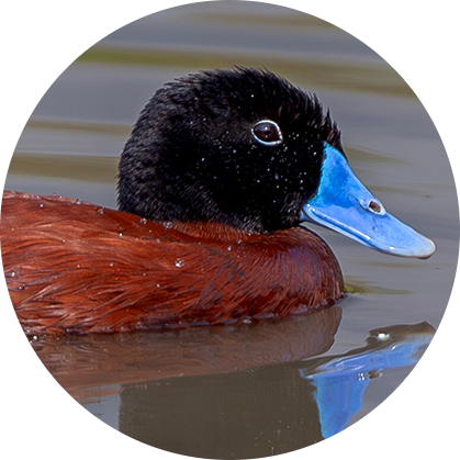 Maccoa Duck