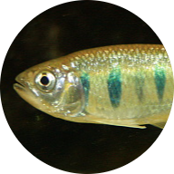 Mackerel Barb