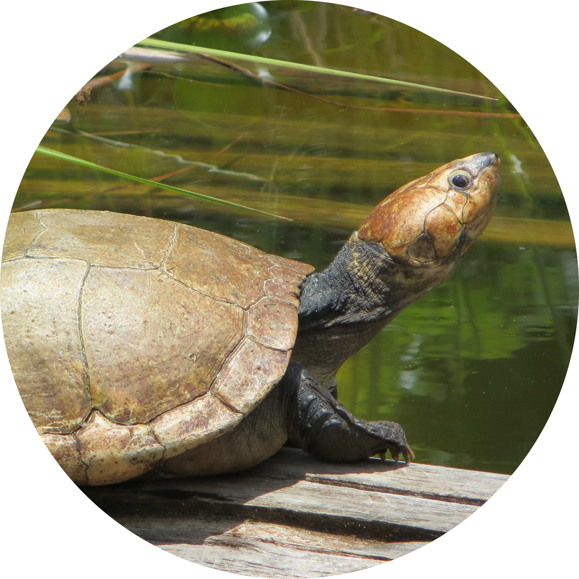 Madagascar Big-headed Turtle