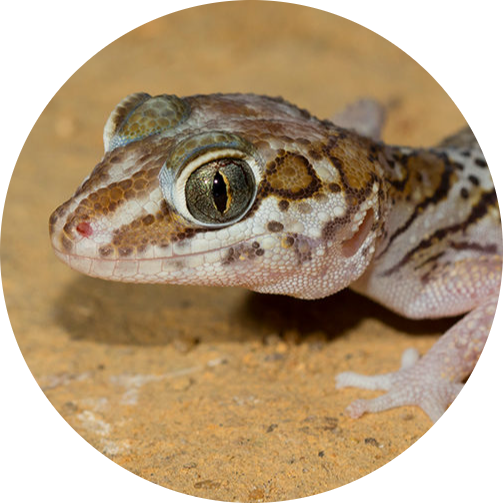 Madagascar Ground Gecko