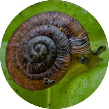 Madeiran Land Snail