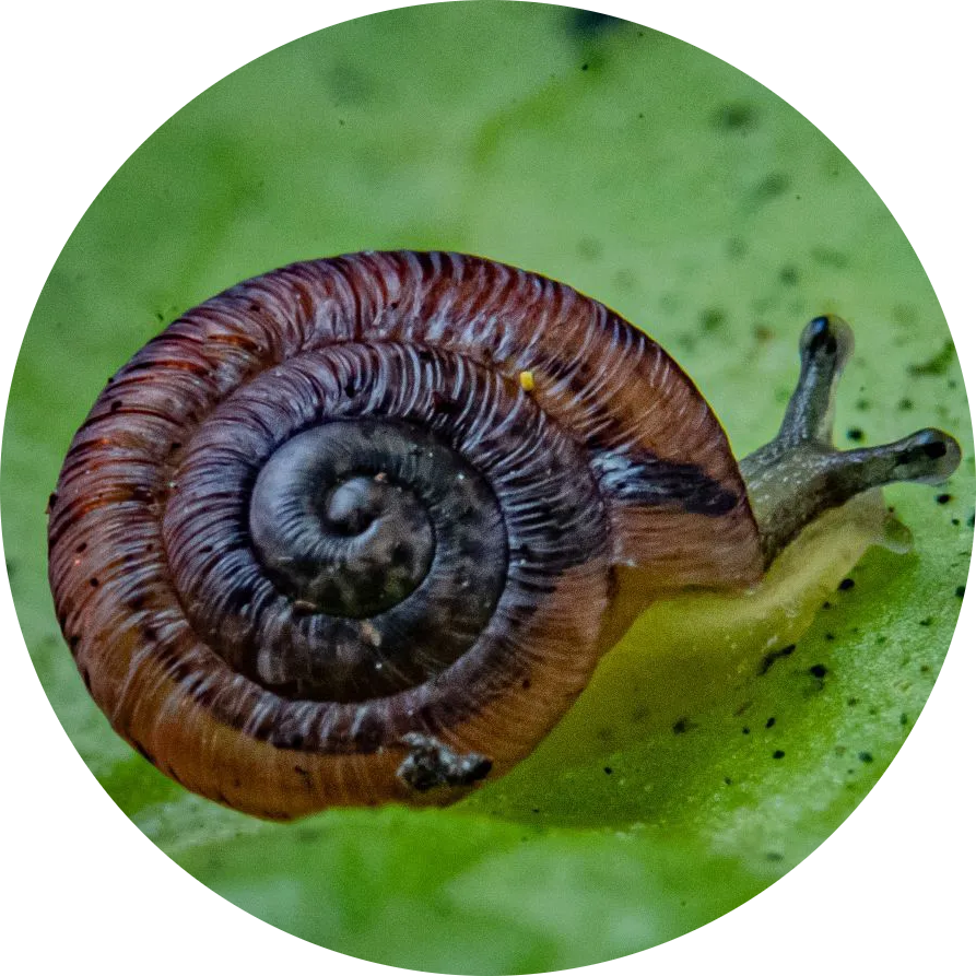 Madeiran Land Snail