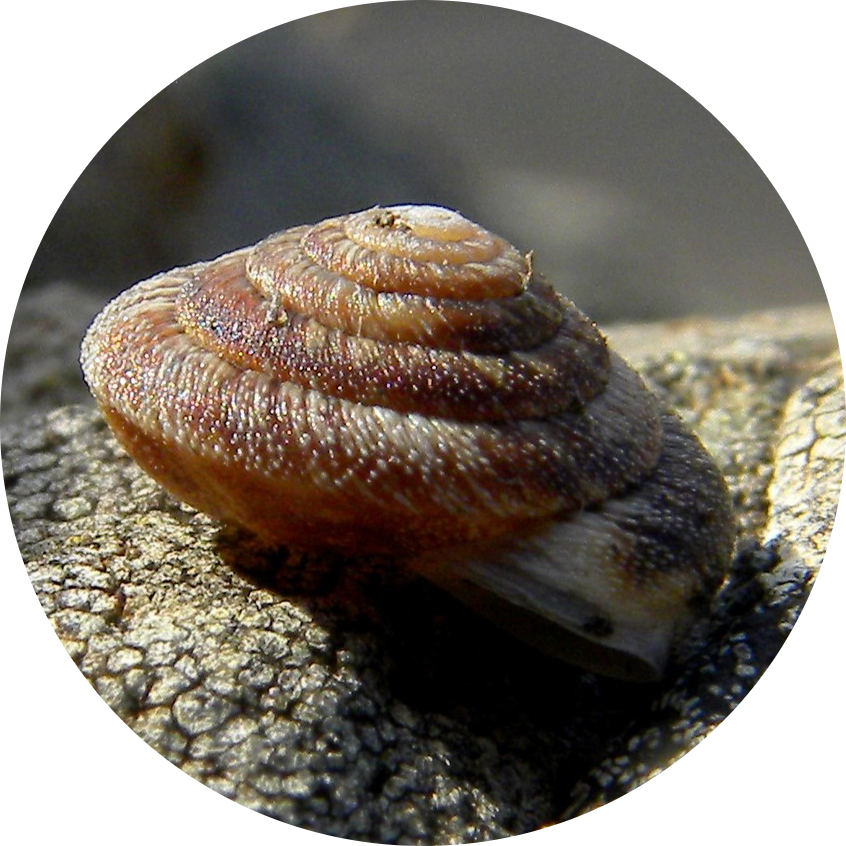 Madeiran Land Snail
