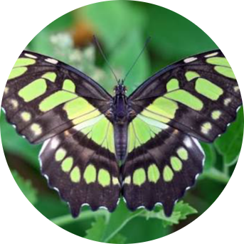 Malachite Butterfly