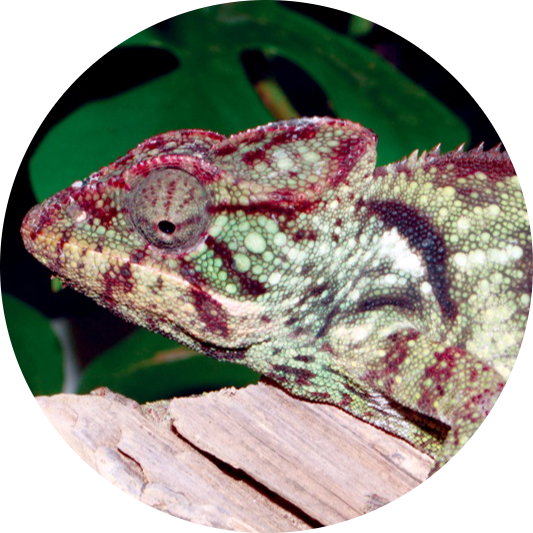 Malagasy Giant Chameleon