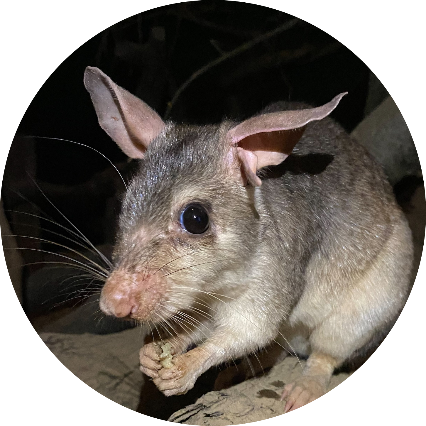 Malagasy Giant Rat
