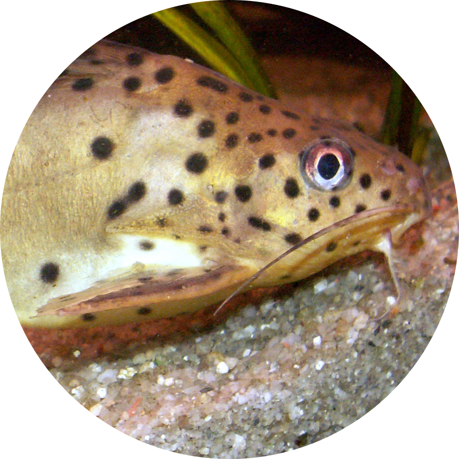 Malawi Squeaker