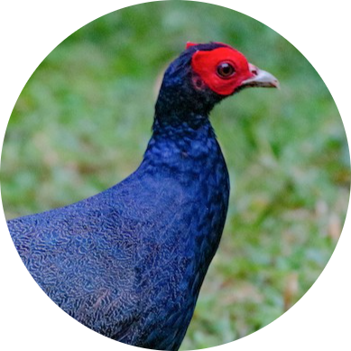 Malay Crestless Fireback