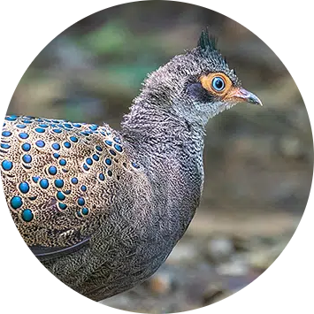 Malayan Peacock-pheasant