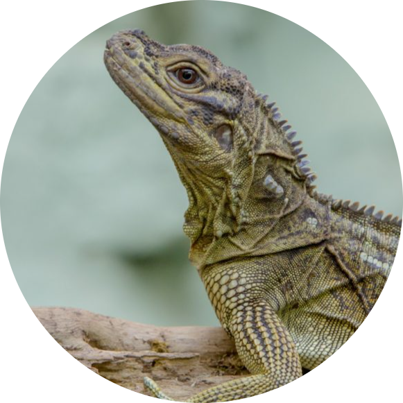 Malayan Sail-finned Lizard