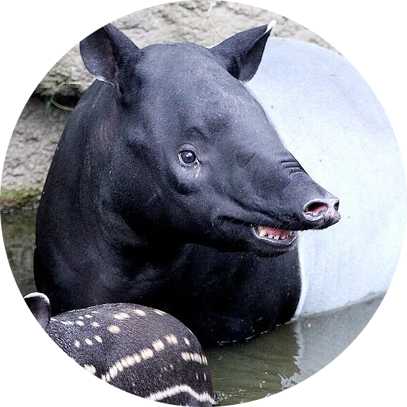 Malayan Tapir