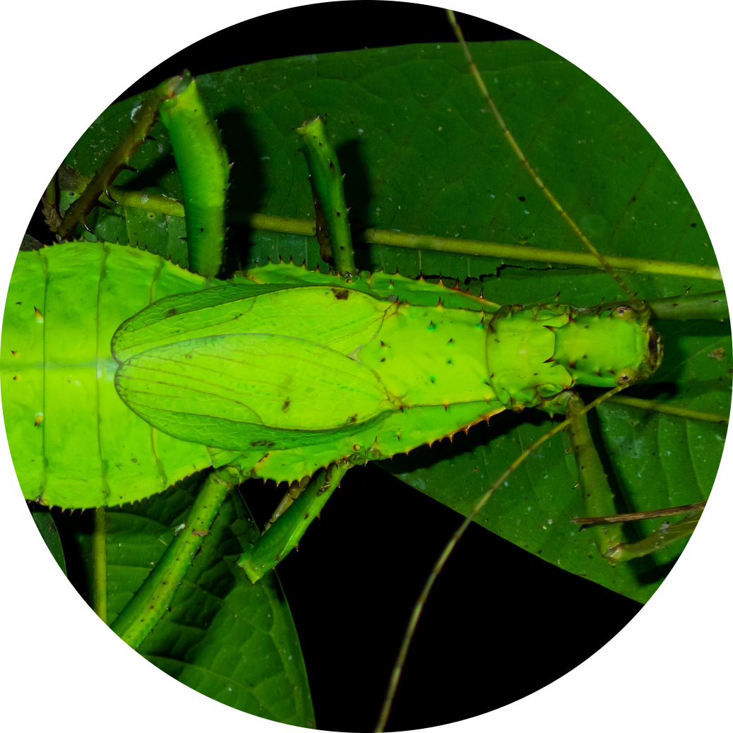 Malaysian Jungle Nymph