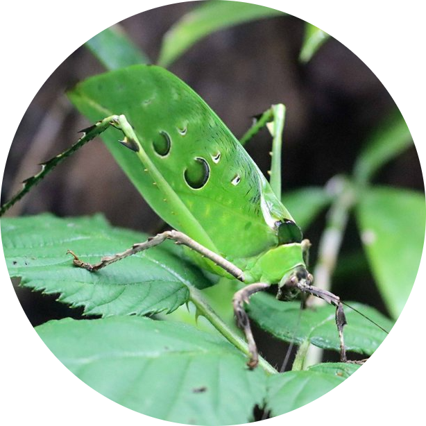 Malaysian Leaf Katydid