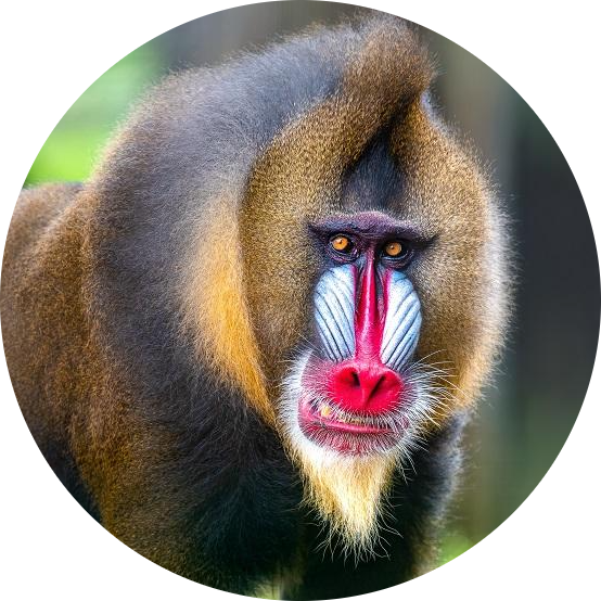 Mandrill