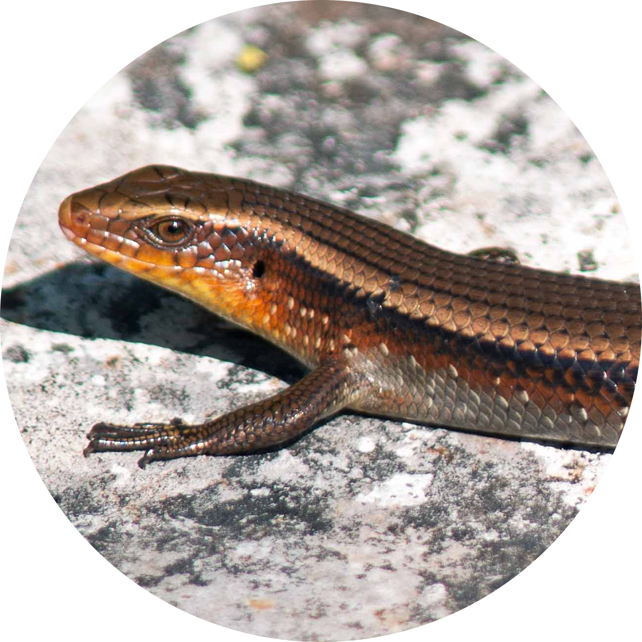 Many-striped Skink