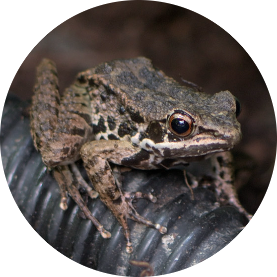 Mao-Son Frog