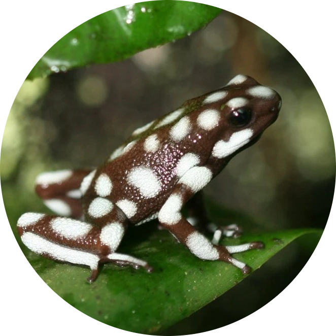 Maranon Poison Frog