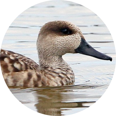 Marbled Duck