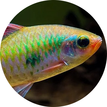 Mascara Barb