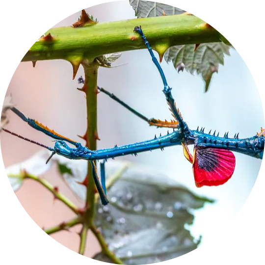 Metallic Stick Insect