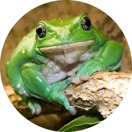 Mexican Giant Leaf Frog