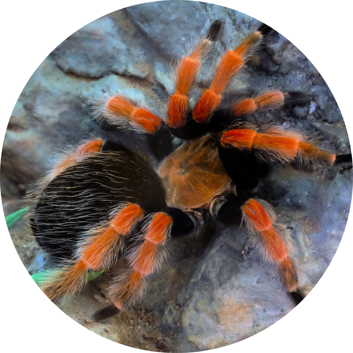 Mexican Red-knee Tarantula