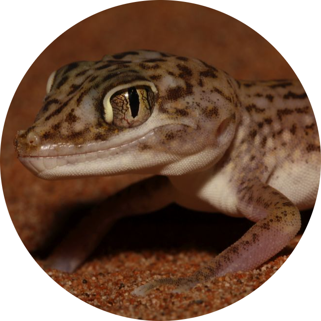 Middle Eastern Short-fingered Gecko