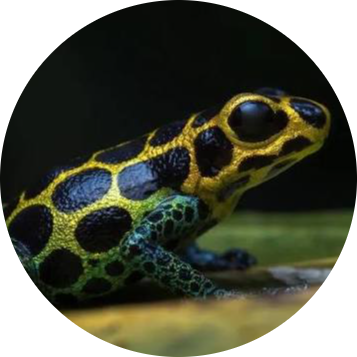 Mimic Poison Frog