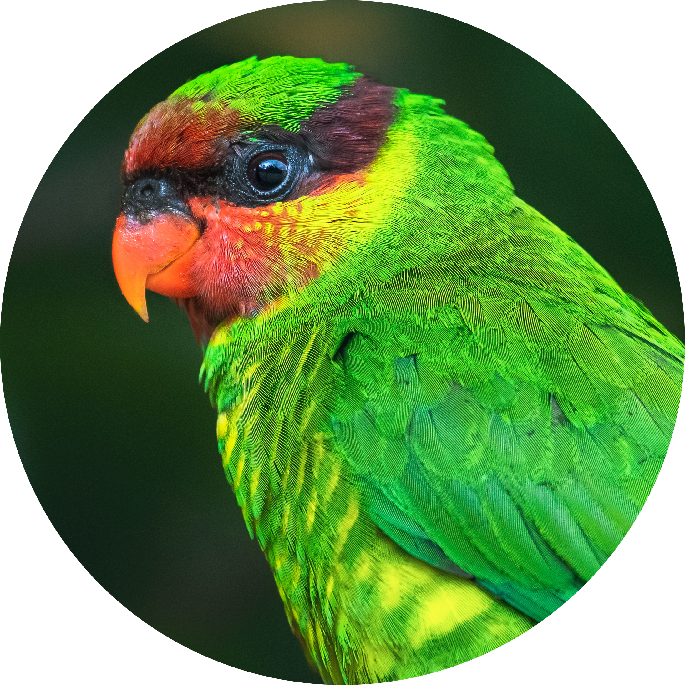 Mindanao Lorikeet