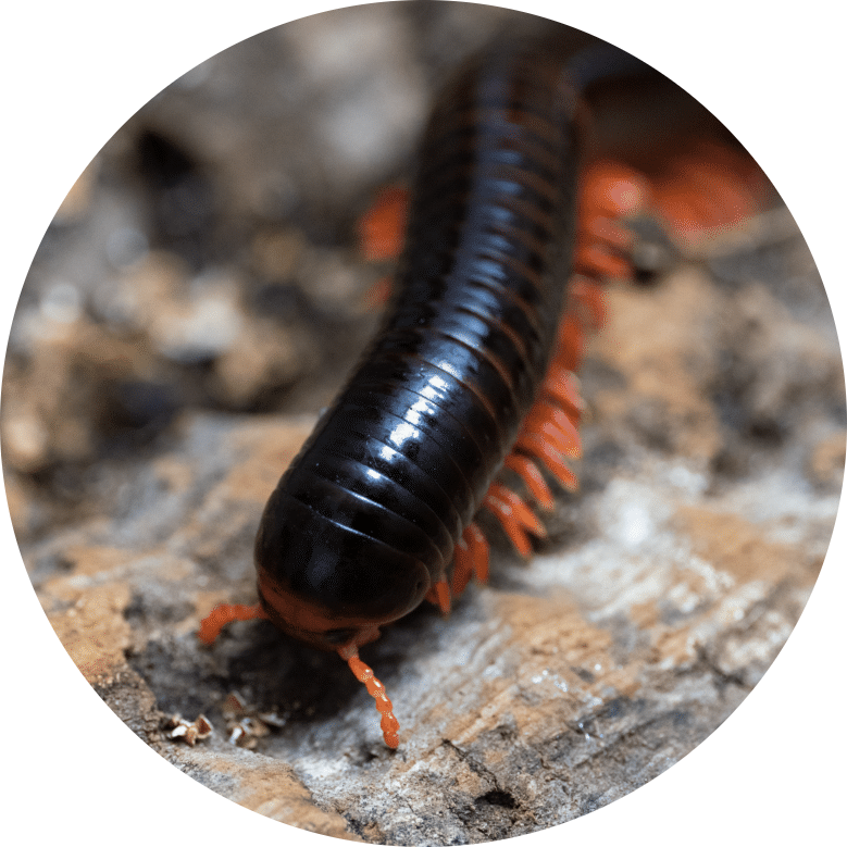 Mombassa Train Millipede