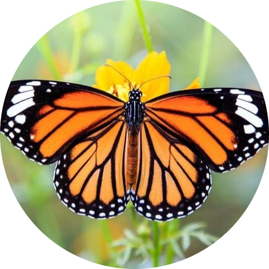 Monarch Butterfly