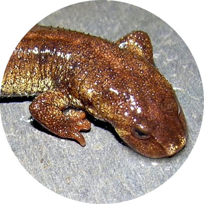 Montseny Brook Newt