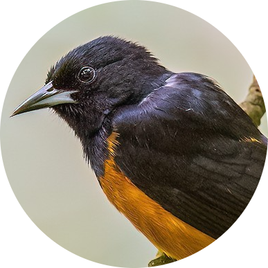Montserrat Oriole