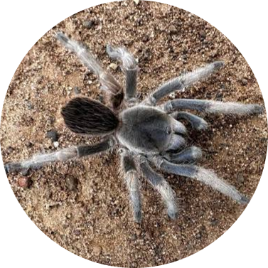 Montserrat Tarantula