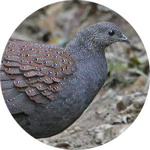Mountain Peacock-pheasant