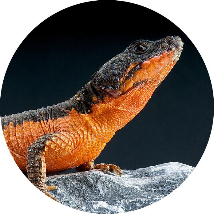 Mozambique Girdled Lizard