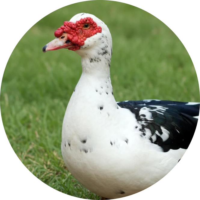Muscovy Duck