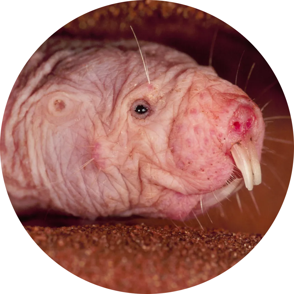 Naked Mole-rat