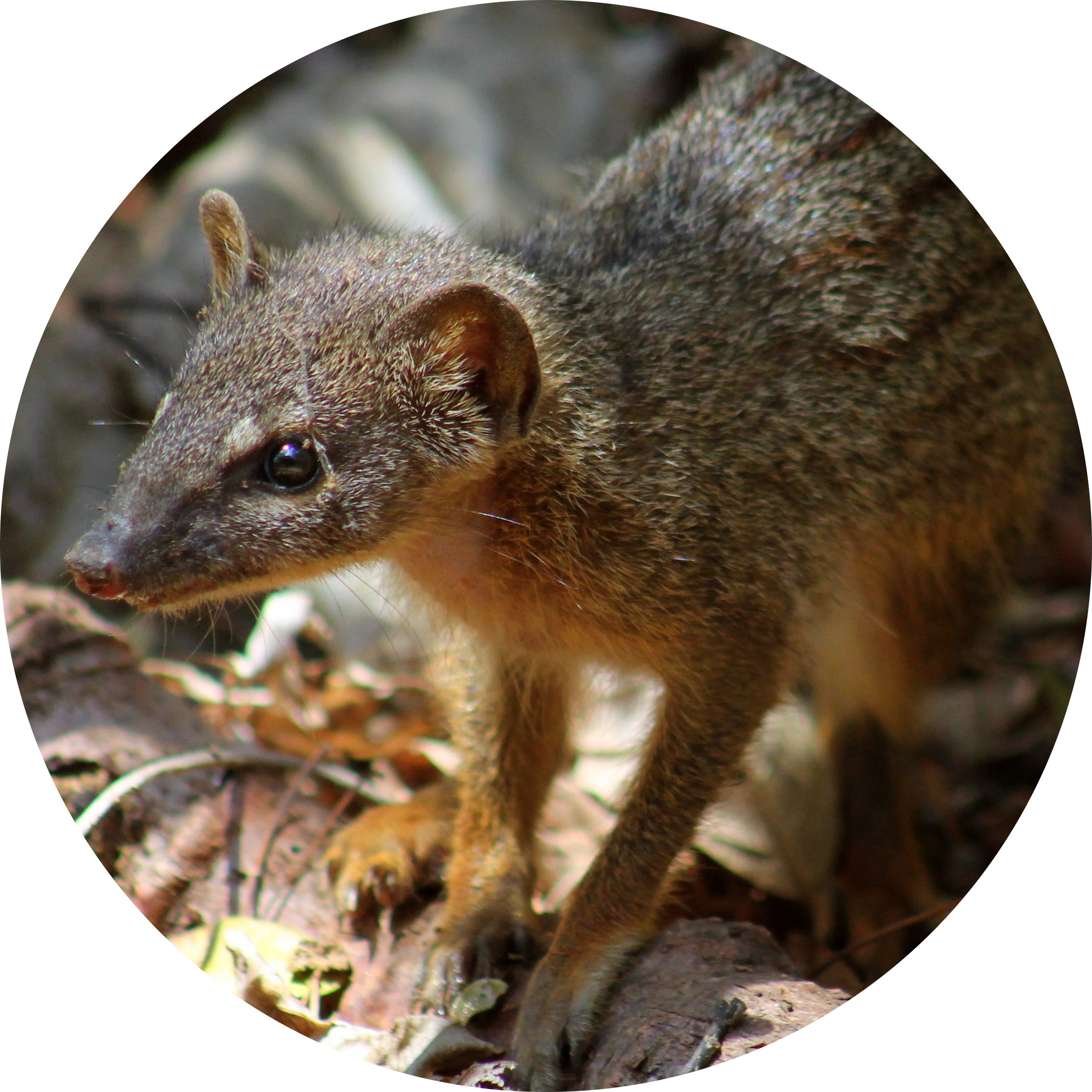 Narrow-striped Mongoose